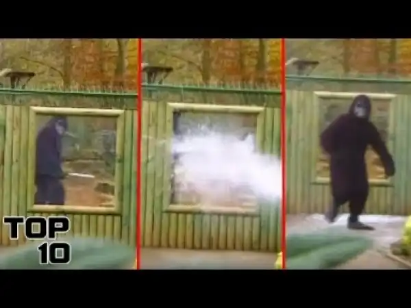 Video: Top 10 Biggest Zoo FAILS